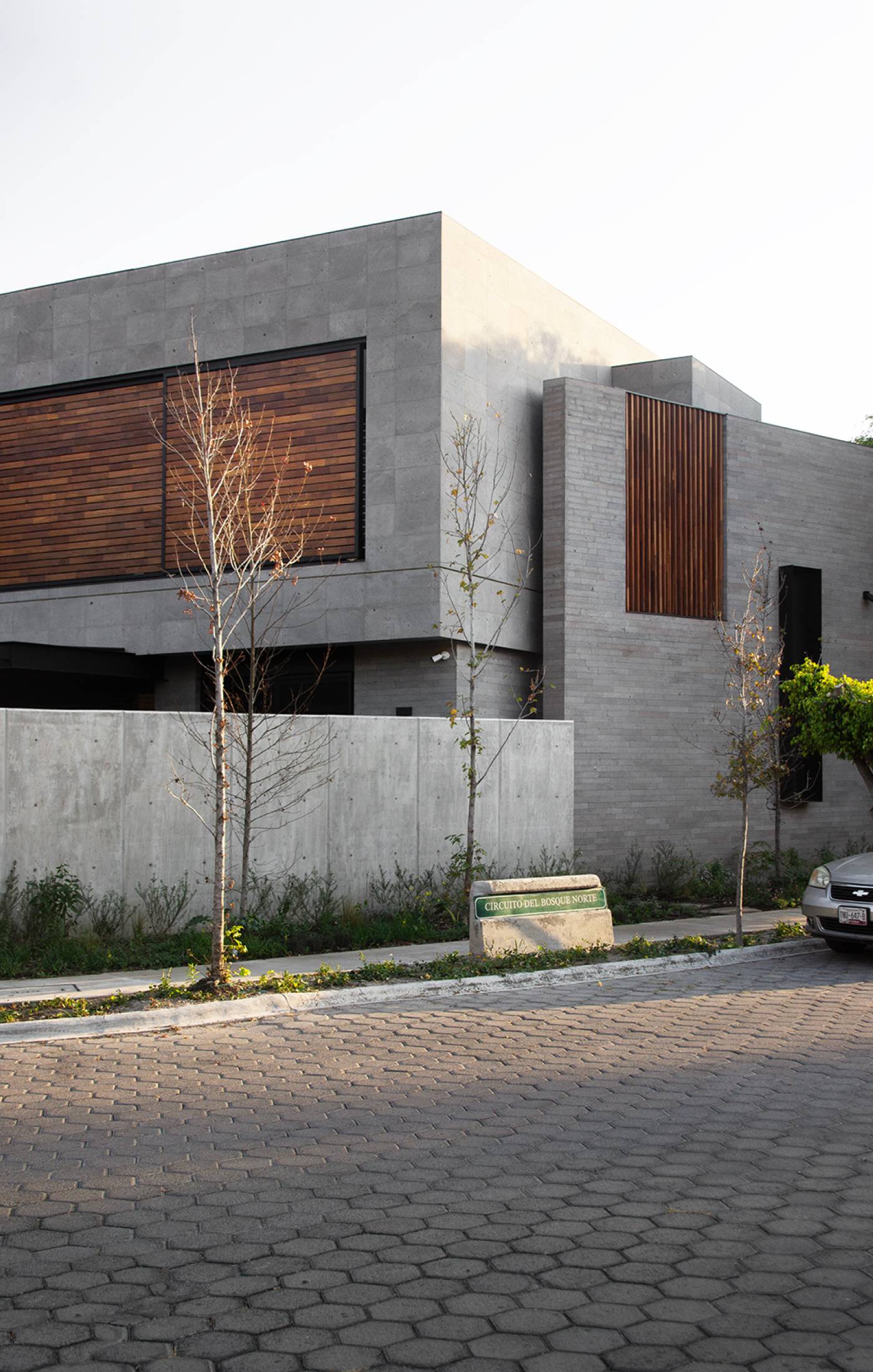 Ficus